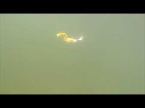 Trailers Otter Short Tails - Image 3