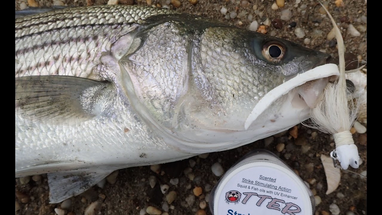 Trailers Otter Short Tails - Image 4