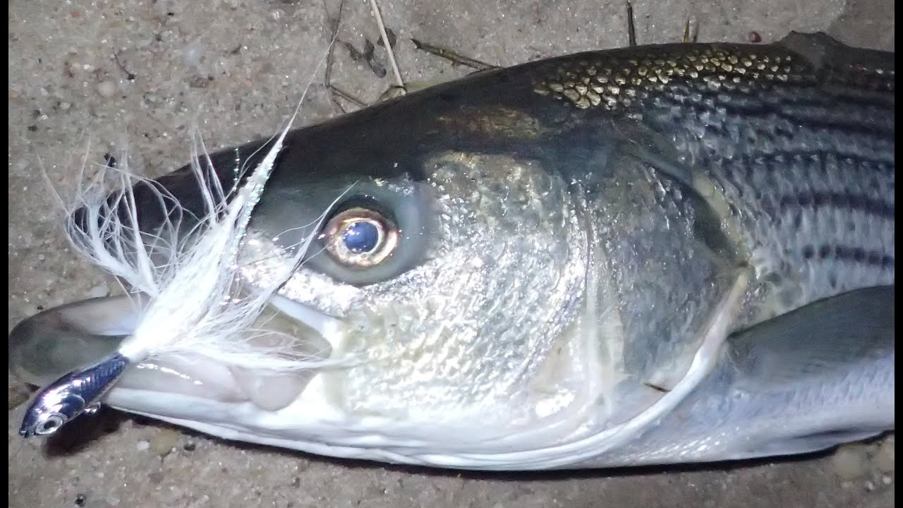 Trailers Otter Straight Tails - Image 4